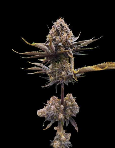 Banana Purple Punch Auto RF3 (FastBuds Seeds) 🍌 Unglaublich!