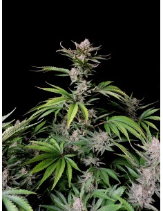 Cherry Cola Auto RF3 (FastBuds Seeds) 🍒 Geschmacksmonster 2