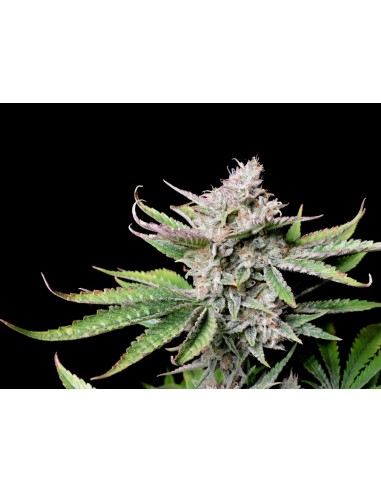 Cherry Cola Auto RF3 (FastBuds Seeds) 🍒 Geschmacksmonster