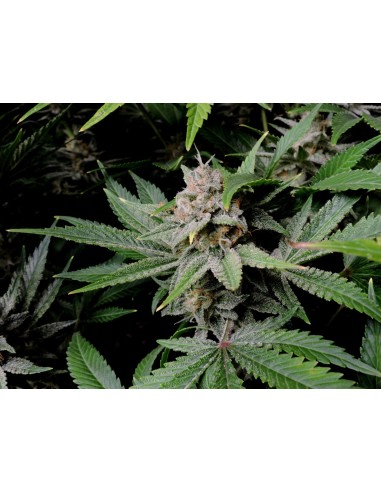 Cherry Cola Auto RF3 (FastBuds Seeds) 🍒 Geschmacksmonster