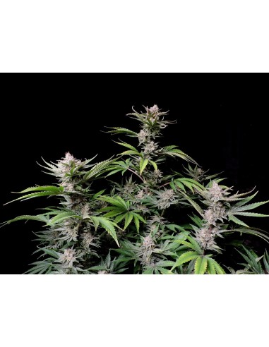 Cherry Cola Auto RF3 (FastBuds Seeds) 🍒 Geschmacksmonster