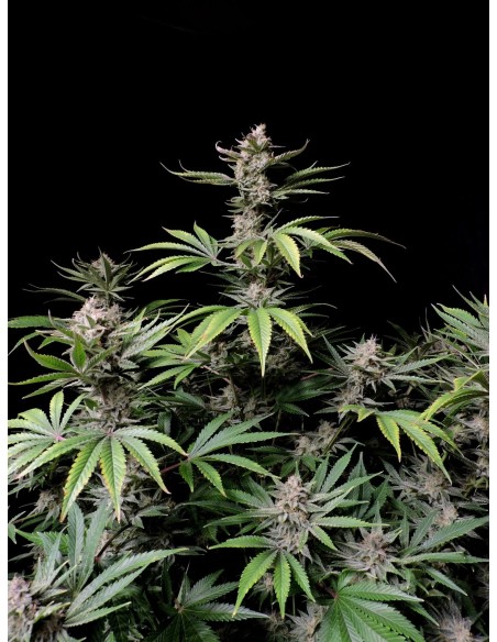 Cherry Cola Auto RF3 (FastBuds Seeds) 🍒 Geschmacksmonster