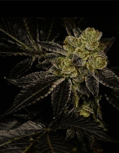 Biohazard (Archive Seeds) ☣️ Loud Chem & Cookie Hybrid