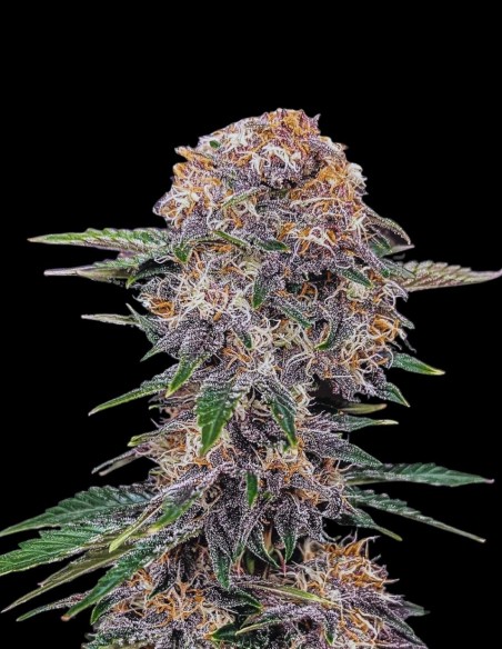 Cherry Cola Auto RF3 (FastBuds Seeds) 🍒 Geschmacksmonster