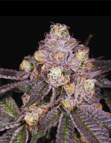 Black Belts (Archive Seeds) 🥋 Intense Flavor And Power