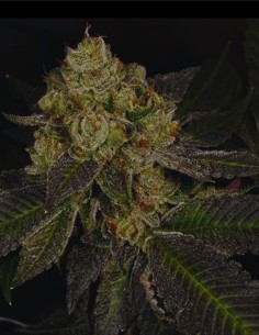 Crippy Killer (Archive Seeds) 😈 Face Off OG x Dosidos