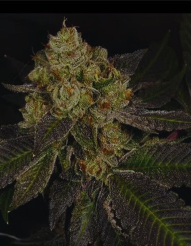 Crippy Killer (Archive Seeds) 😈 Face Off OG x Dosidos