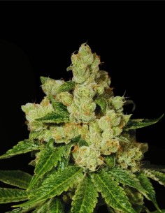 Diesel Dough (Archive Seeds) ⛽ Old-School Terpene Revival