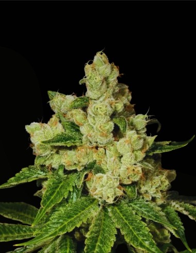 Diesel Dough (Archive Seeds) ⛽ Old-School Terpene Revival