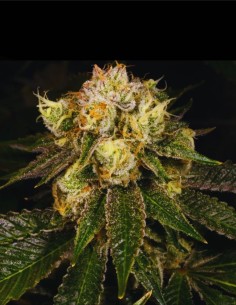 Flak Jacket (Archive Seed) 💣 Explosive Fuel Genetics