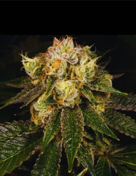 Flak Jacket (Archive Seed) 💣 Explosive Fuel Genetics