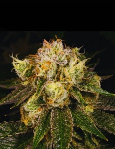 Flak Jacket (Archive Seed) 💣 Explosive Fuel Genetics 2
