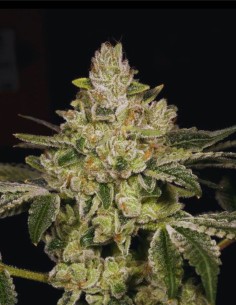 Hash Blast (Archive Seeds) 🍯 Hash-Focused Feminized Genetic