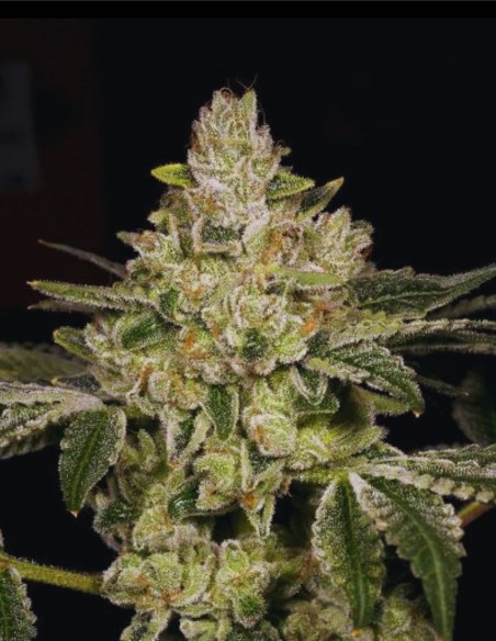 Hash Blast (Archive Seeds) 🍯 Hash-Focused Feminized Genetic