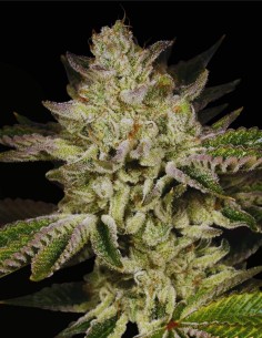 Lemon Cane V2 (Archive Seed) 🍋 Modern Citrus Hybrid Seeds