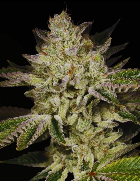 Lemon Cane V2 (Archive Seed) 🍋 Modern Citrus Hybrid Seeds