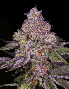 Lemon Cane V2 (Archive Seed) 🍋 Modern Citrus Hybrid Seeds 2