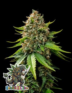 Hashzilla XXL Auto (Oaseeds Genetics) 🦍 ¡La bestia!