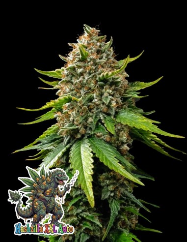 Hashzilla XXL Auto (Oaseeds Genetics) 🦍 ¡La bestia!