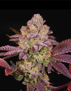 Moon Glow Regular (Archive Seed) 🌙 Candy Fuel Genetik