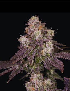 Moonbow 112 IX Regular (Archive Seed) 🌈 Leggendaria