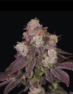 Moonbow 112 IX Regular (Archive Seed) 🌈 Leggendaria 2