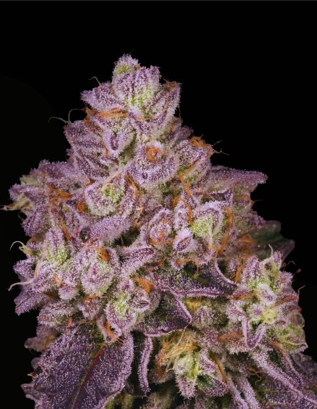 NFS Regular (Archive Seed) 🍬 Potencia de caramelo sherbet