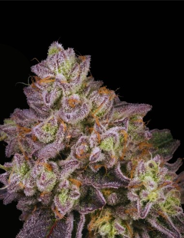 NFS Regular (Archive Seed) 🍬 Potencia de caramelo sherbet