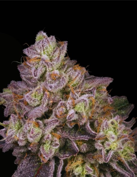 NFS Regular (Archive Seed) 🍬 Potencia de caramelo sherbet