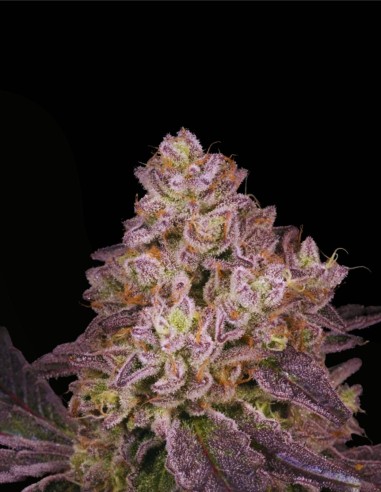 NFS Regular (Archive Seed) 🍬 Potencia de caramelo sherbet