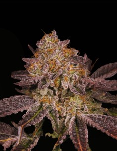 Petrochem V2 (Archive Seed) ⛽ Clásico Fuel Feminizada