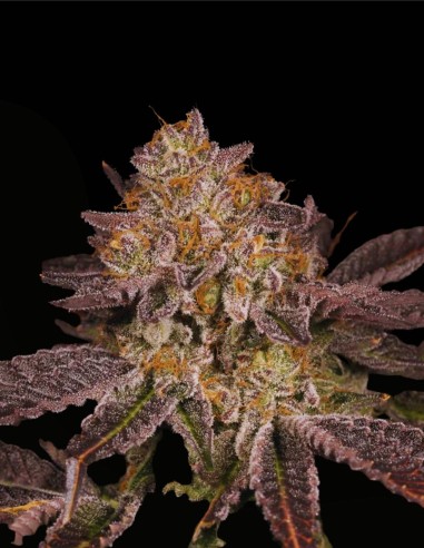 Petrochem V2 (Archive Seed) ⛽ Classique Fuel Féminisée