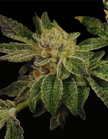 Pudding Pop (Archive Seed) 🍦 Saveur crémeuse favorite