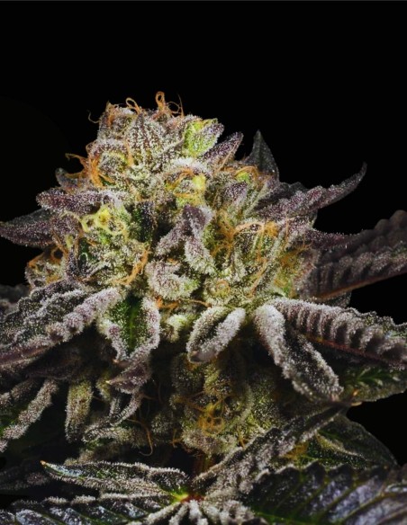 Purp Skurp (Archive Seed) 🍇 Complex Flavor & Bag Appeal