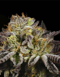 Purp Skurp (Archive Seed) 🍇 Complex Flavor & Bag Appeal 2