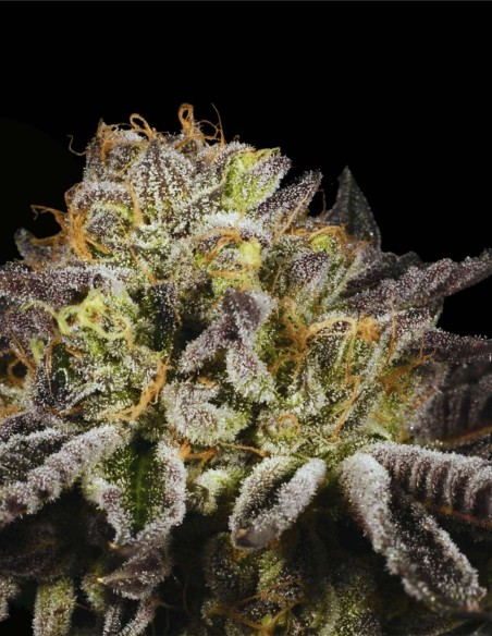 Purp Skurp (Archive Seed) 🍇 Complex Flavor & Bag Appeal