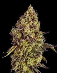 Peach Cake (Silent Seeds) 🍰 Delicious Exotic Dessert