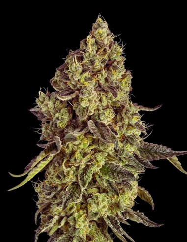 Peach Cake (Silent Seeds) 🍰 Delicious Exotic Dessert