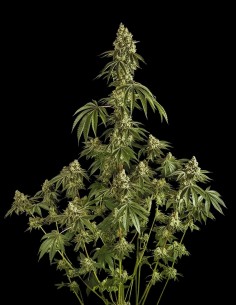 Peach Cake (Silent Seeds) 🍰 Delicious Exotic Dessert 2