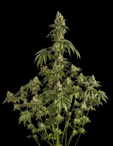 Peach Cake (Silent Seeds) 🍰 Delicious Exotic Dessert