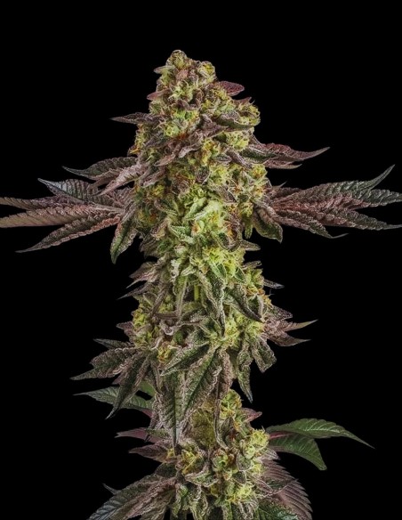 Sugar Rock (Silent Seeds) 🥣 Fruity Cereal Flavor