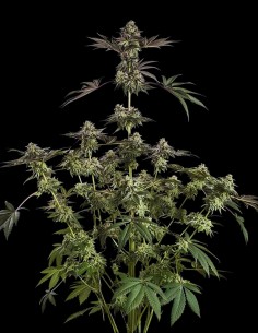 Sugar Rock (Silent Seeds) 🥣 Fruity Cereal Flavor 2