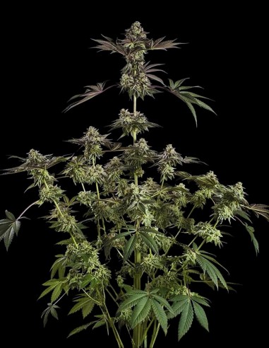 Sugar Rock (Silent Seeds) 🥣 Fruity Cereal Flavor