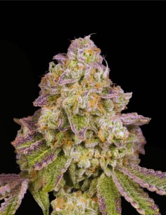 Rainbow Belts 3.0 Regular (Archive Seed) 🌈 Candy Élite