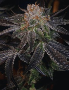 Samoas (Archive Seed) 🍪 Classico Cookies Femminizzato