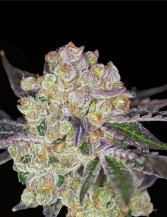 Samoas (Archive Seed) 🍪 Classico Cookies Femminizzato 2