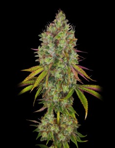 Chocolope (Philosopher Seeds) 🍫 Schokoladengeschmack