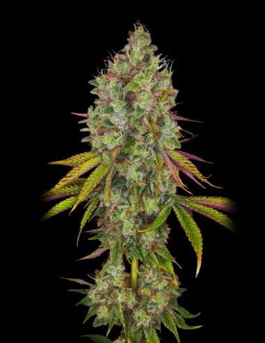 Chocolope (Philosopher Seeds) 🍫 Schokoladengeschmack