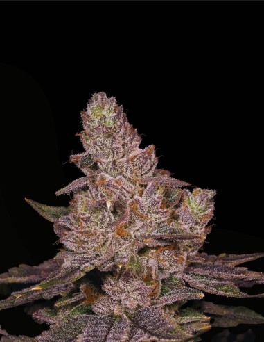 Slurricane (Archive Seed) 😈 Potenza ibrida viola e compatta