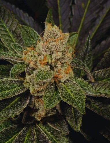 Sugar Biscuits (Archive Seed) 🍪 Génétique Cookie d’élite